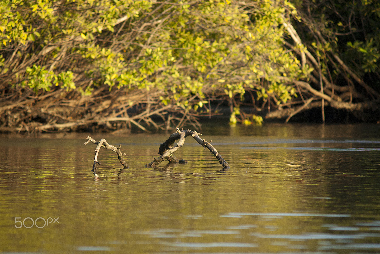 Nikon D200 + AF Zoom-Nikkor 70-210mm f/4 sample photo. Laguna photography