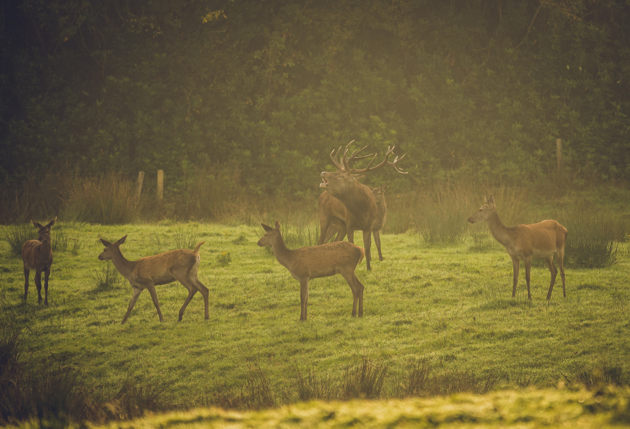 Sigma 150-500mm F5-6.3 DG OS HSM sample photo. Lord of the manor photography
