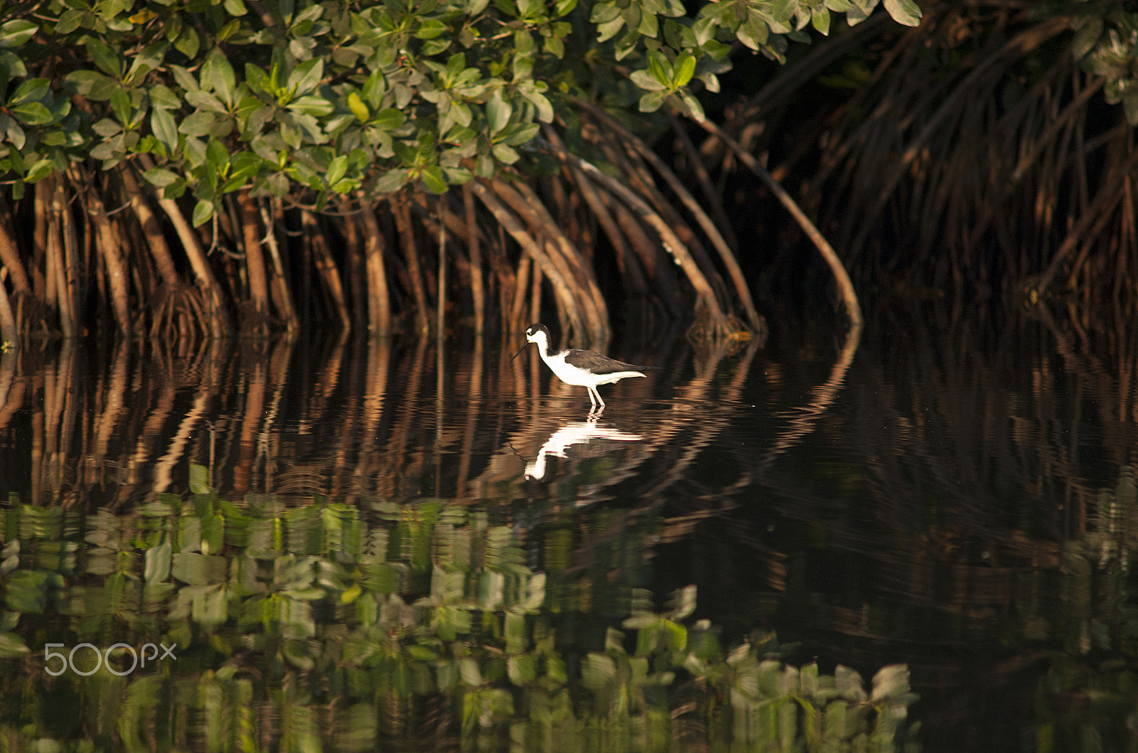 Nikon D200 + AF Zoom-Nikkor 70-210mm f/4 sample photo