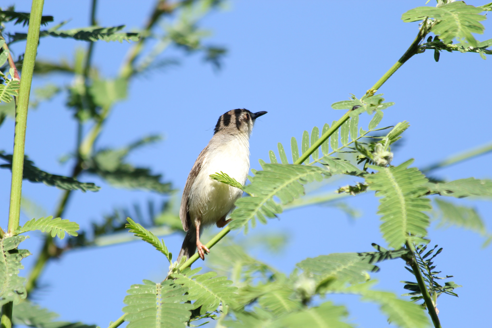 Canon EF 70-300mm F4-5.6 IS USM sample photo
