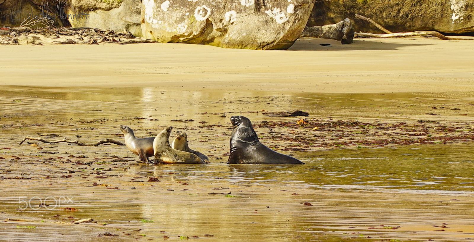 Sony a7S + Sony FE 70-200mm F4 G OSS sample photo. Stewart island discovery cruise photography