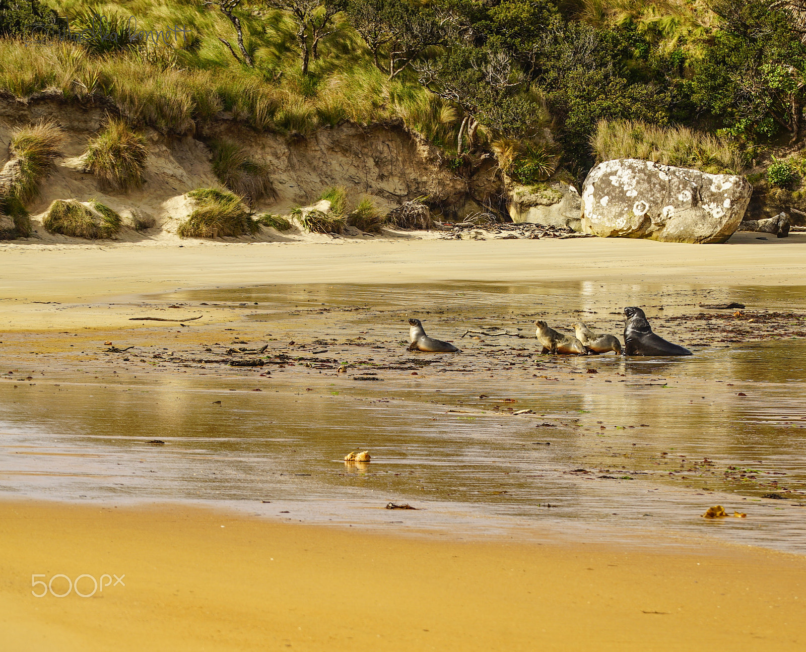 Sony a7S + Sony FE 70-200mm F4 G OSS sample photo. Stewart island discovery cruise photography