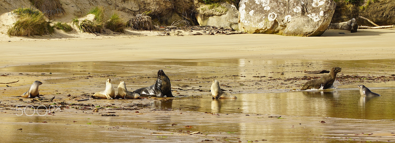 Sony a7S + Sony FE 70-200mm F4 G OSS sample photo. Stewart island discovery cruise photography