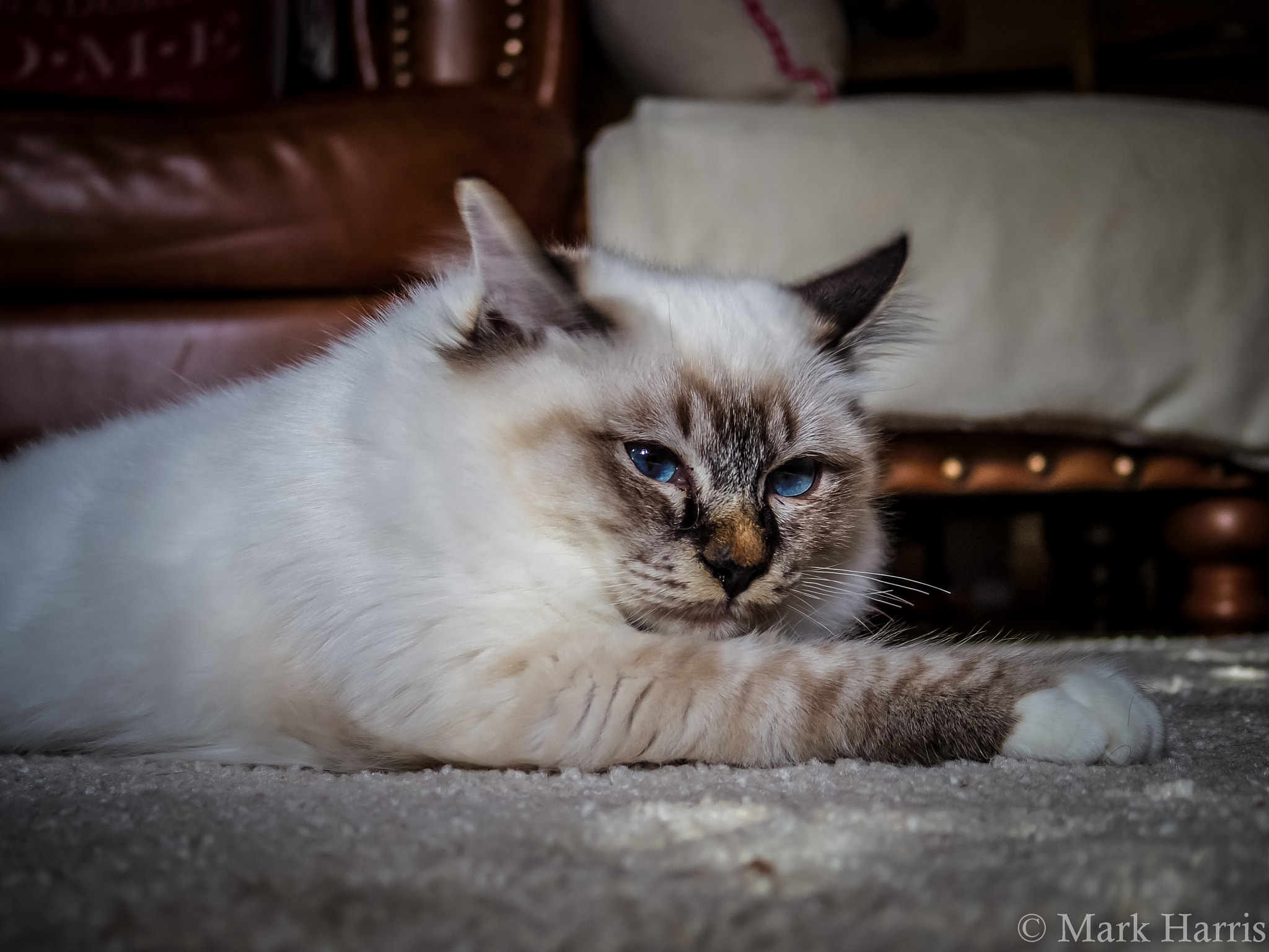 Pentax Q7 sample photo