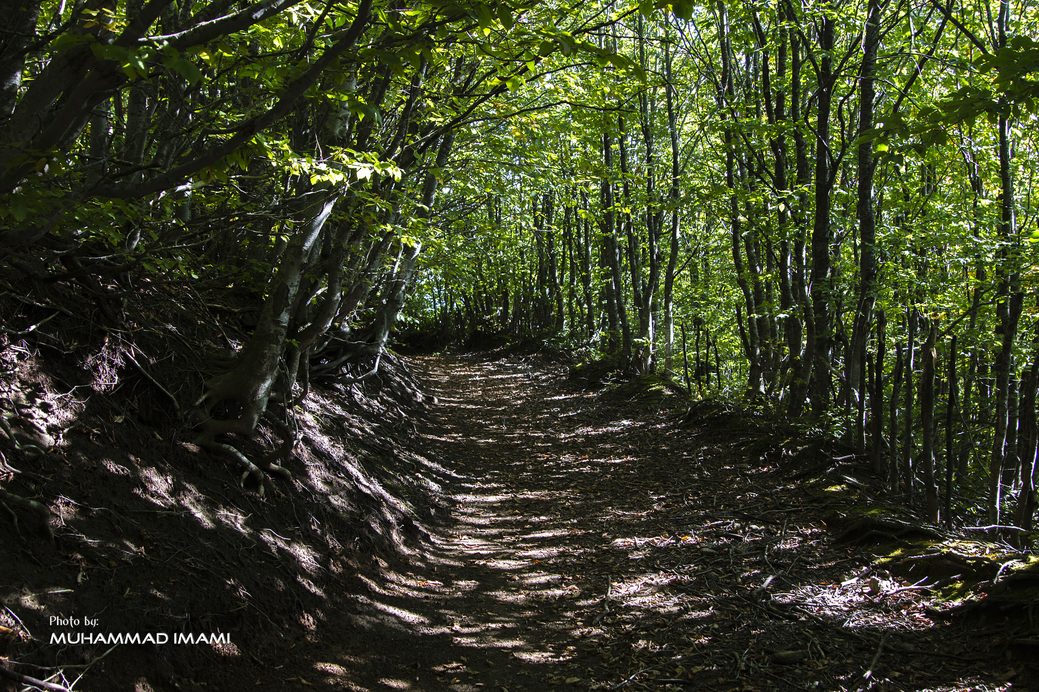 Sigma 24-105mm f/4 DG OS HSM | A sample photo. Trees photography