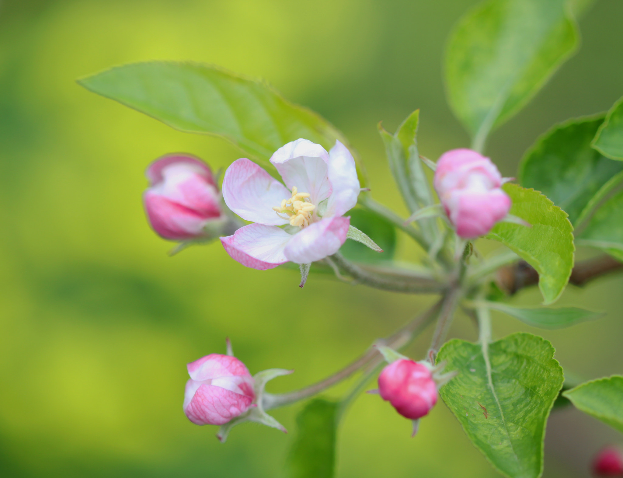 Canon EF 100mm F2.8 Macro USM sample photo. Colorful day photography
