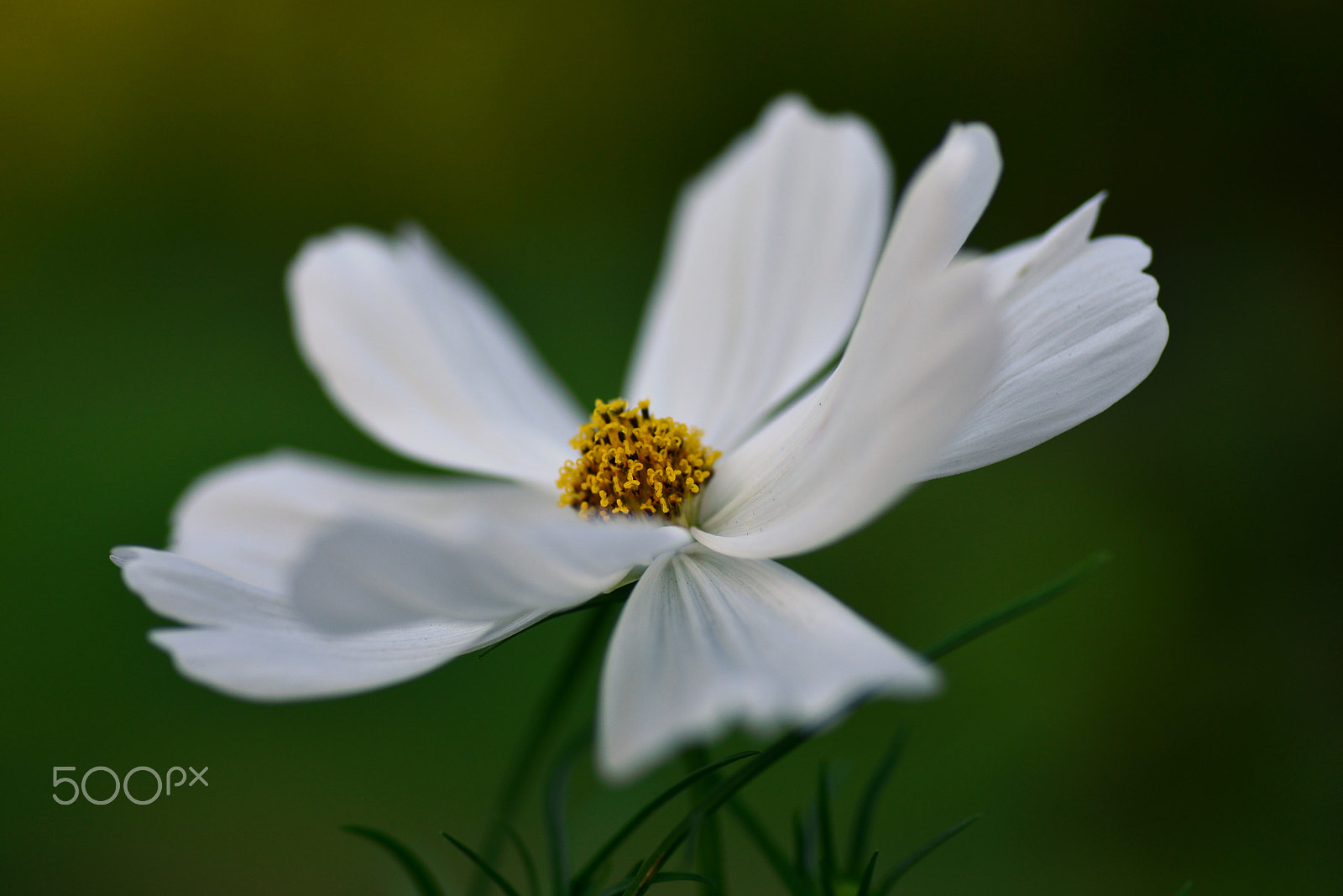 Nikon D600 sample photo. Blooms in autumn photography
