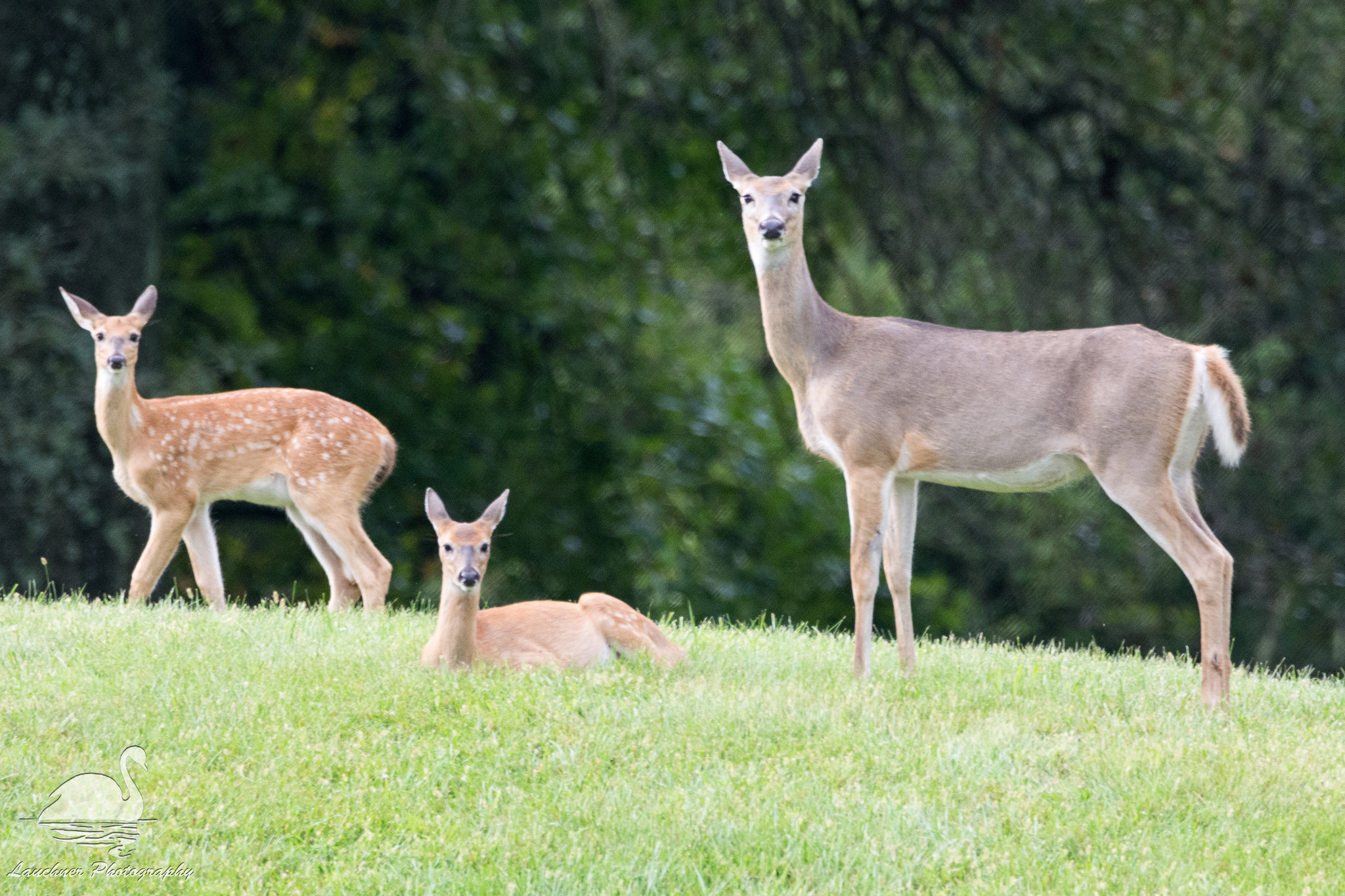 Sigma 150-600mm F5-6.3 DG OS HSM | C sample photo. Beautiful little family photography