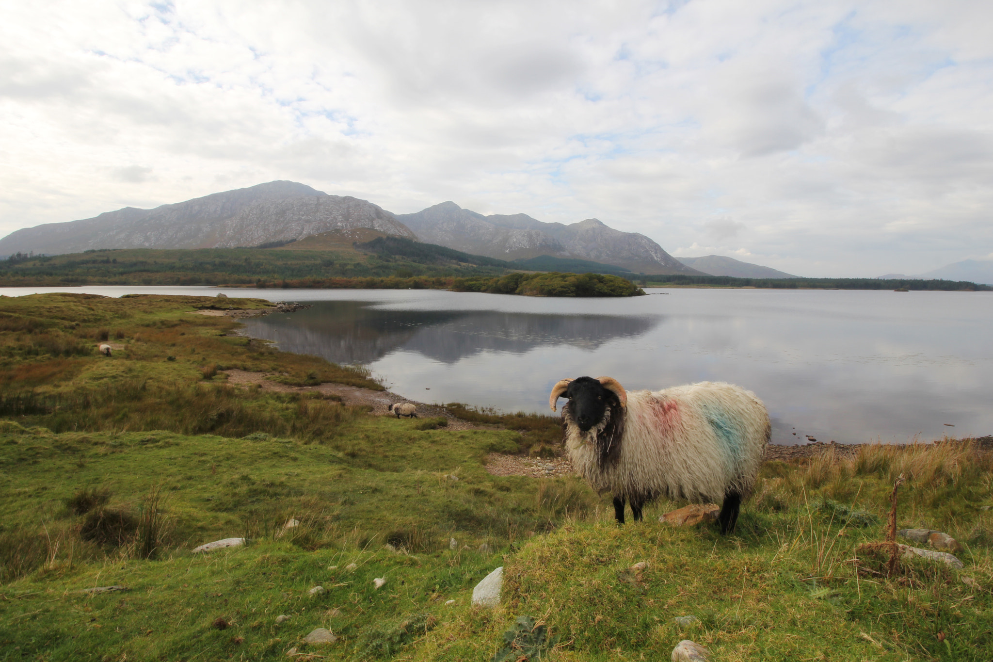 Canon EOS 550D (EOS Rebel T2i / EOS Kiss X4) sample photo. Connemara - ireland photography