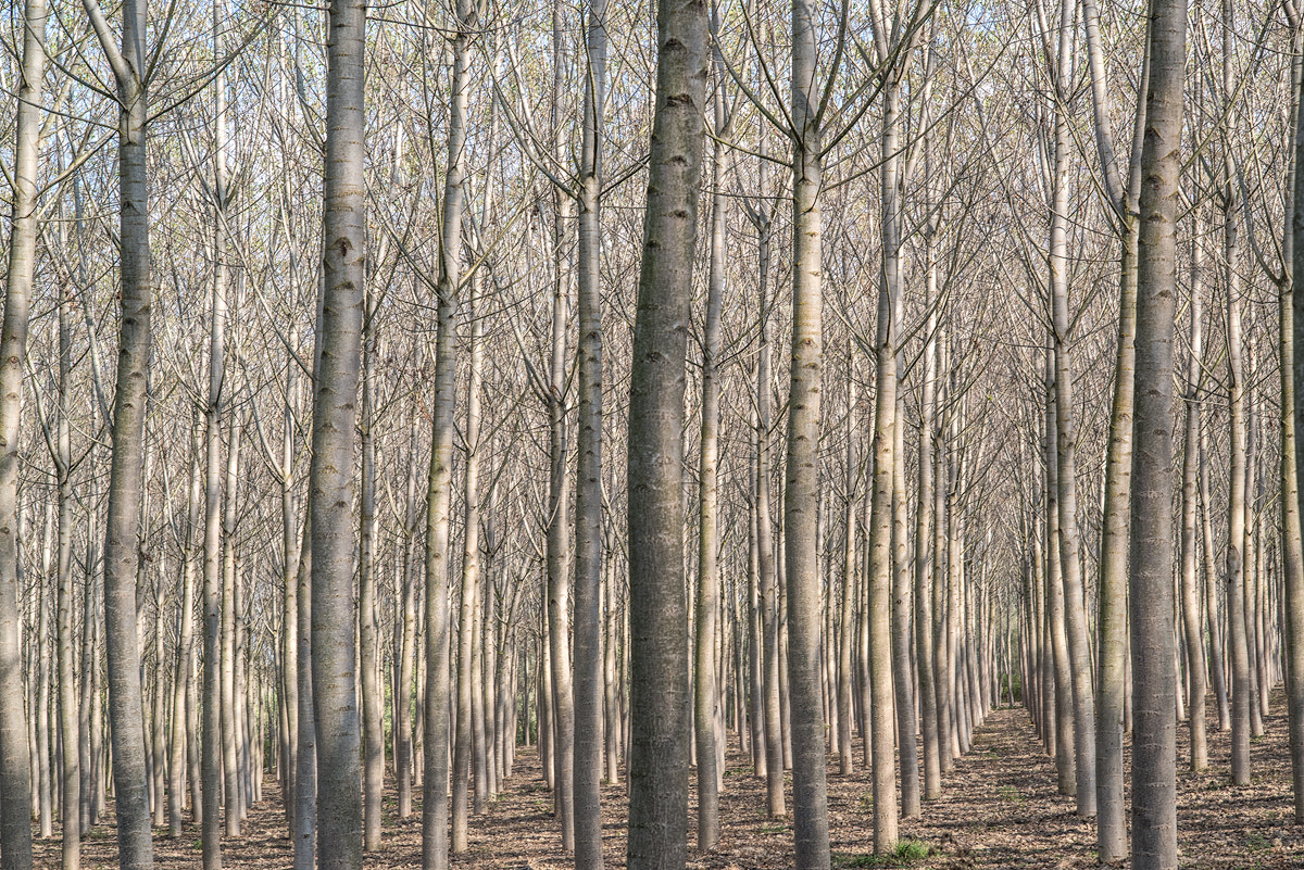 Nikon D800 + Sigma 105mm F2.8 EX DG Macro sample photo. The forest photography