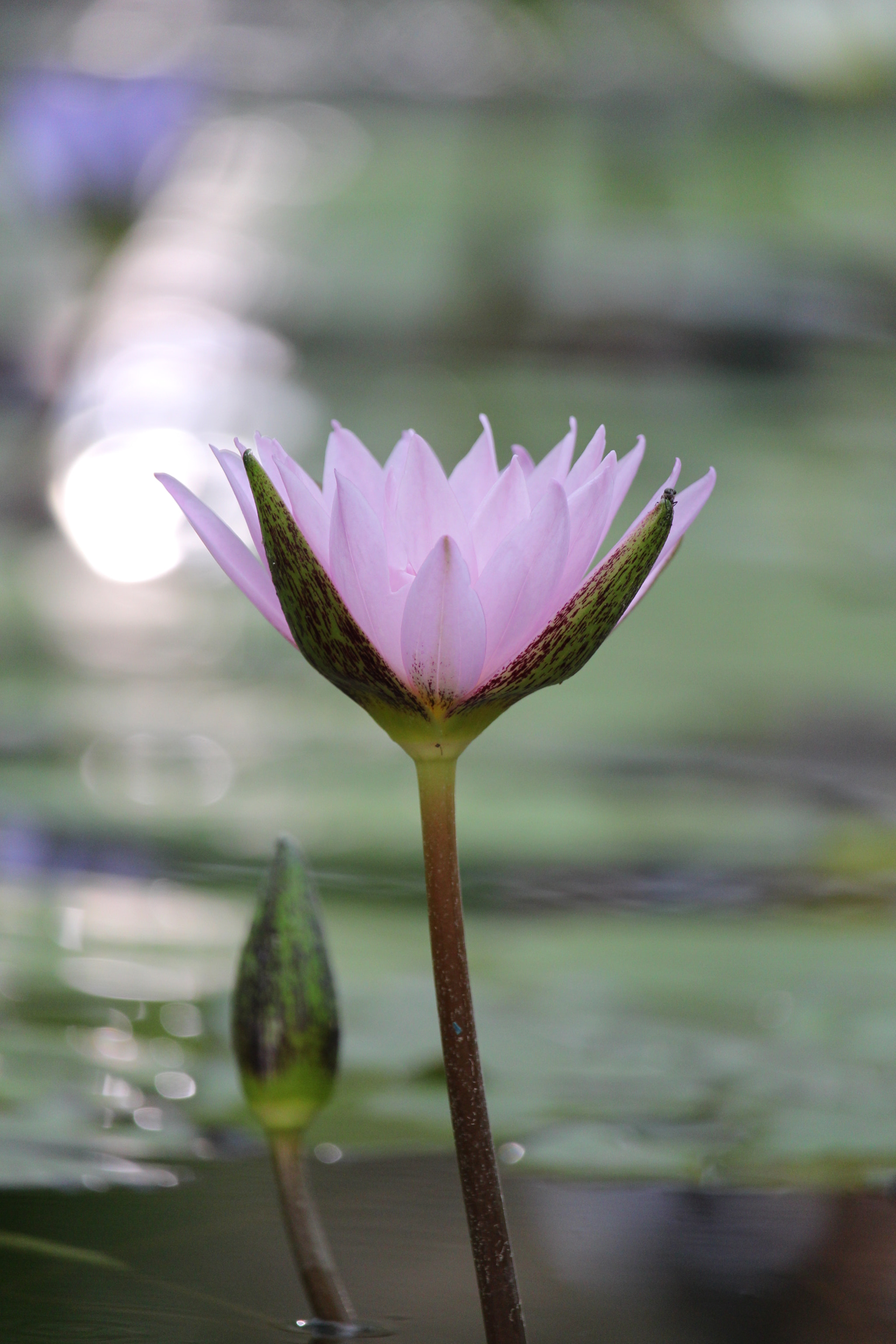 Canon EOS 700D (EOS Rebel T5i / EOS Kiss X7i) sample photo. Tranquility 3 photography