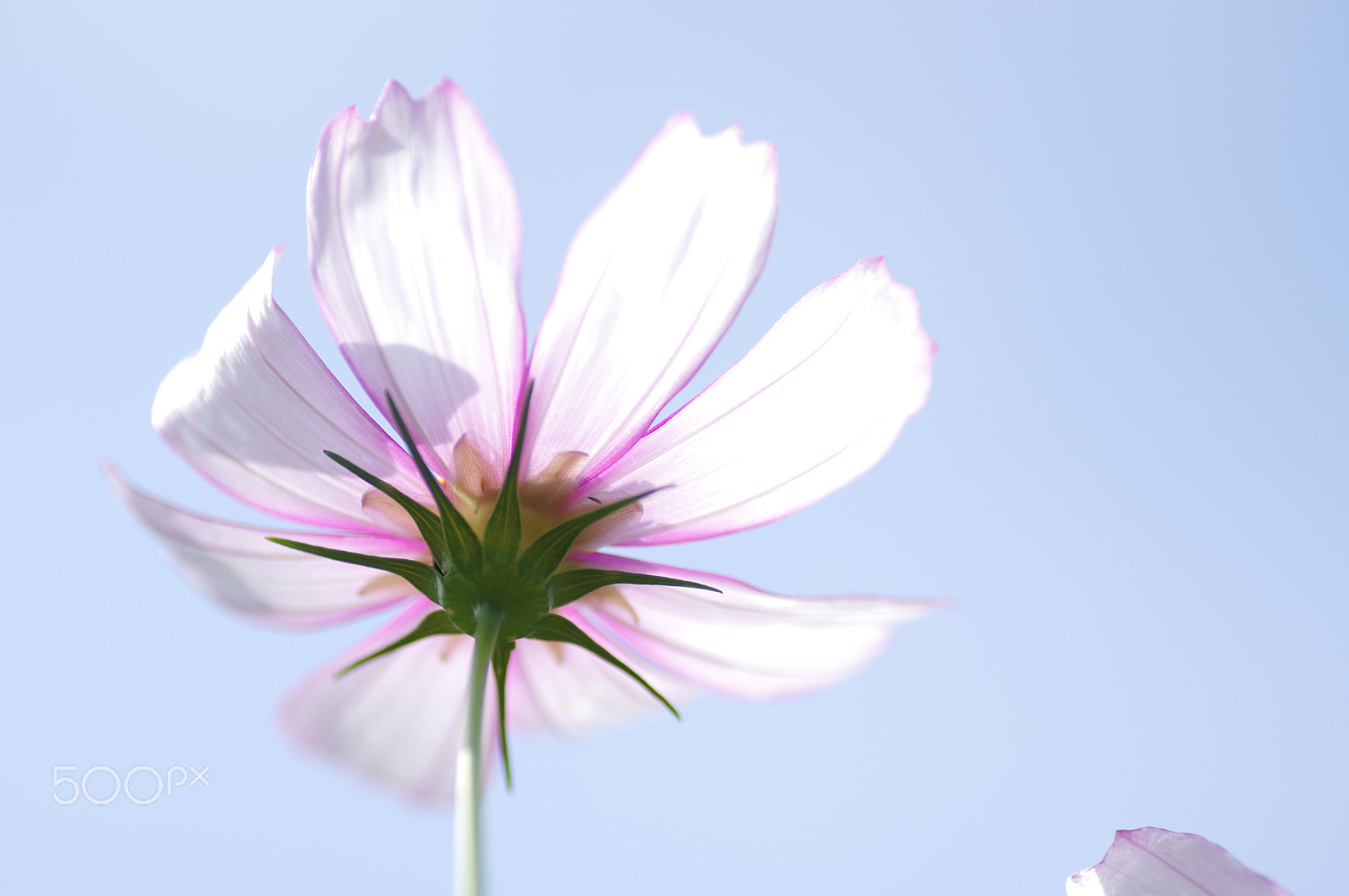 Tamron SP AF 90mm F2.8 Di Macro sample photo. Transparently photography