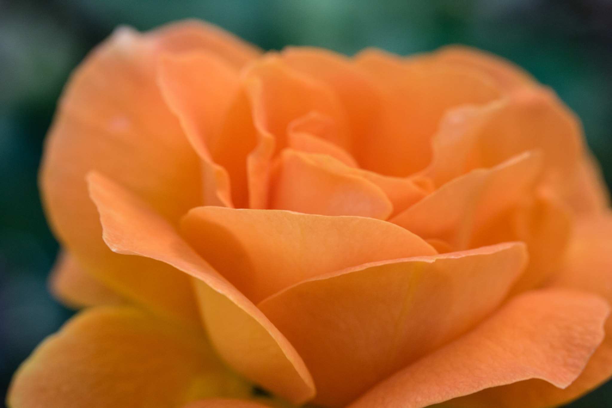 Canon EOS 760D (EOS Rebel T6s / EOS 8000D) sample photo. Orange rose closeup photography