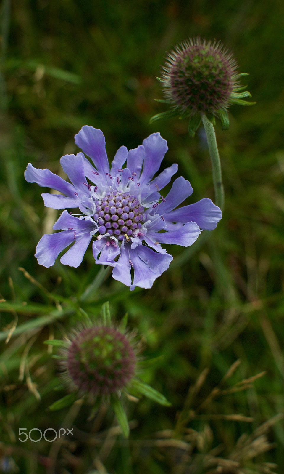Nikon 1 J2 + Nikon 1 Nikkor 18.5mm F1.8 sample photo. Highlands wildflower (scabiosa japonica) photography