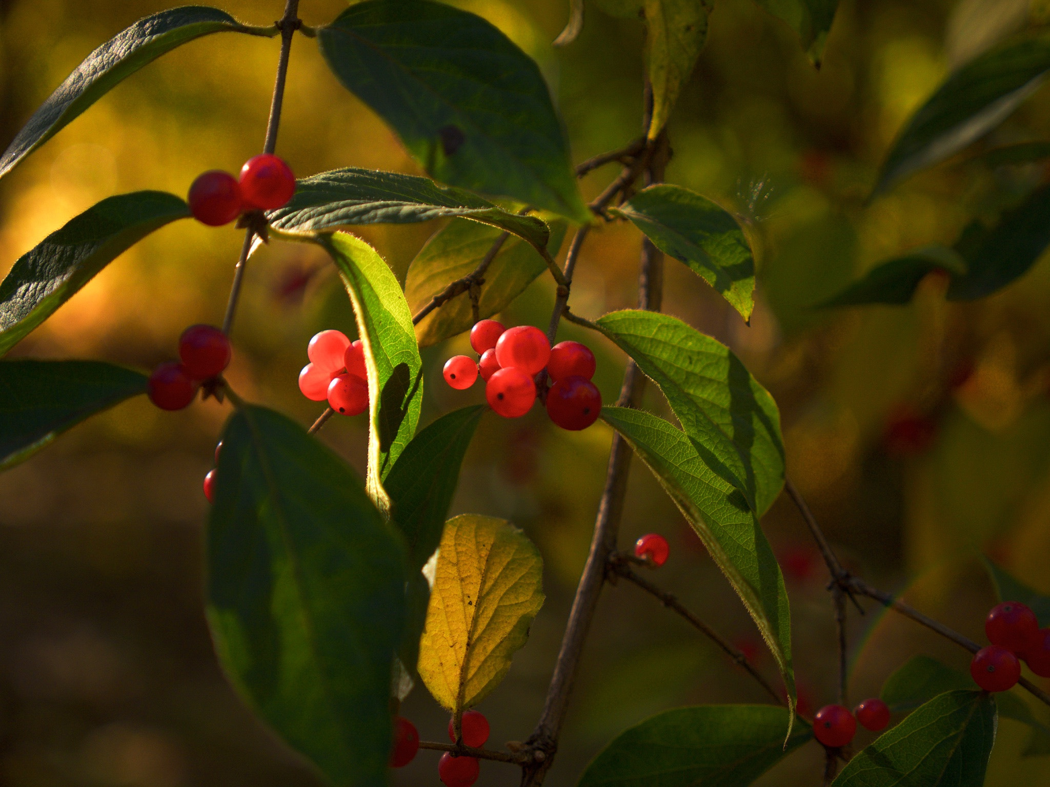 Panasonic Lumix G X Vario 12-35mm F2.8 ASPH Power OIS sample photo