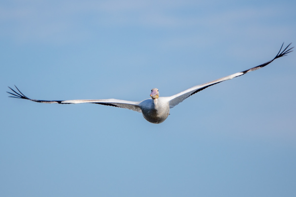 Canon EF 200-400mm F4L IS USM Extender 1.4x sample photo. American white pelican photography