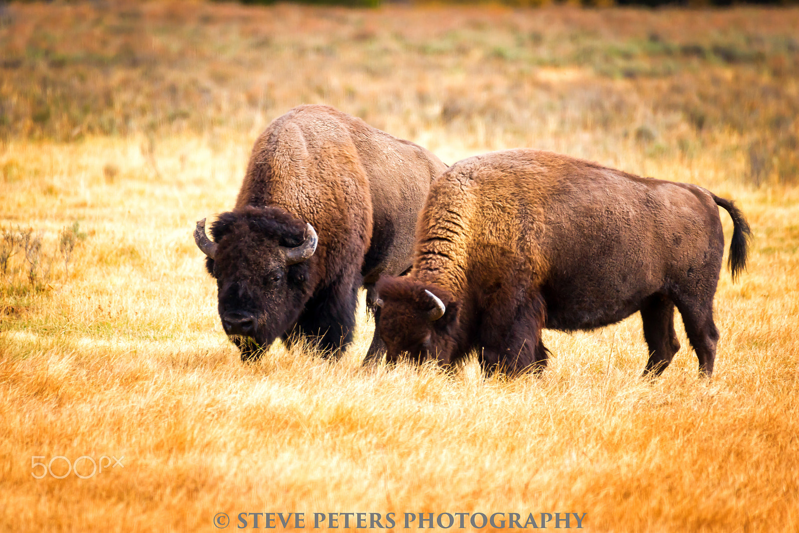 Sony Alpha DSLR-A850 + Tamron SP 150-600mm F5-6.3 Di VC USD sample photo. Bison-yellowstone photography