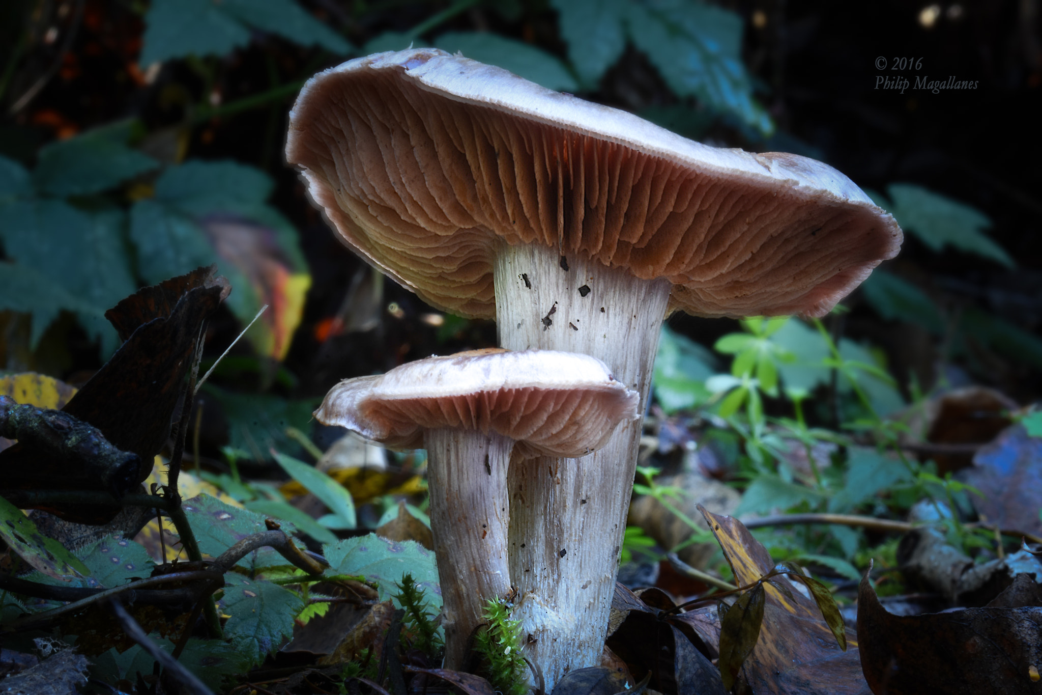 Nikon D7200 + Tamron SP 90mm F2.8 Di VC USD 1:1 Macro (F004) sample photo. Before the storm -- agaricus photography