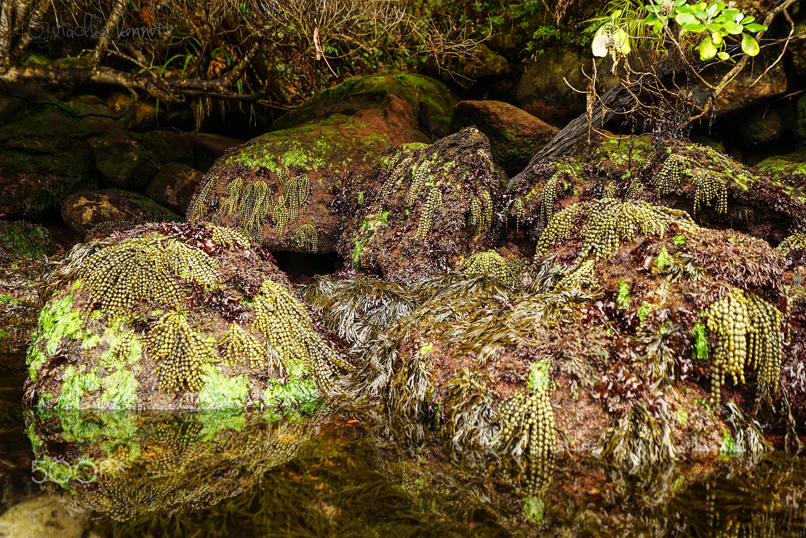 Sony a7S + Sony Vario-Tessar T* FE 16-35mm F4 ZA OSS sample photo. Stewart island discovery cruise photography