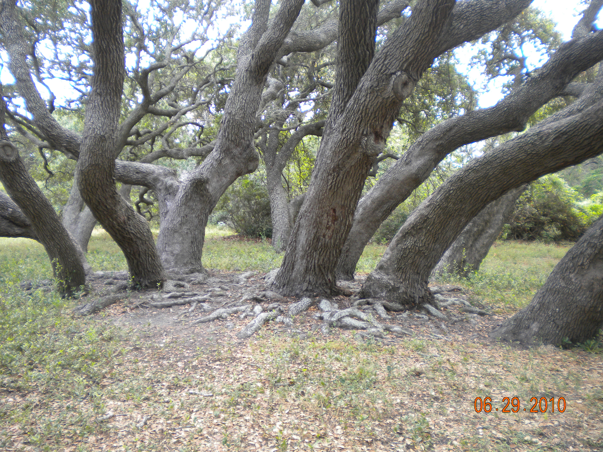 Nikon Coolpix S230 sample photo. Live oak photography