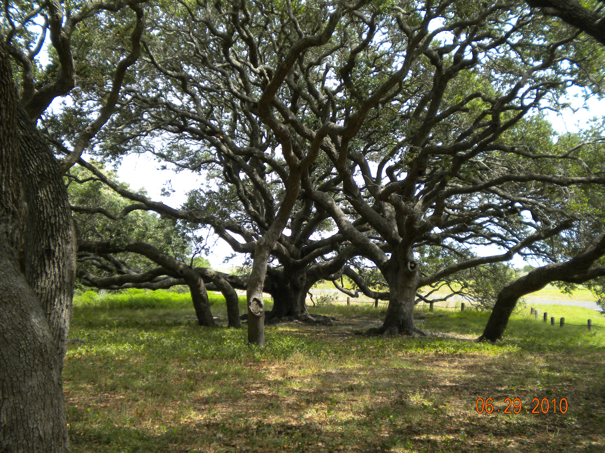 Nikon Coolpix S230 sample photo. 1000 year old tree photography