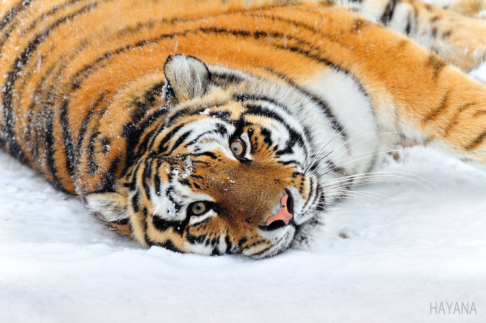 Nikon D3S sample photo. Winter of tiger. photography