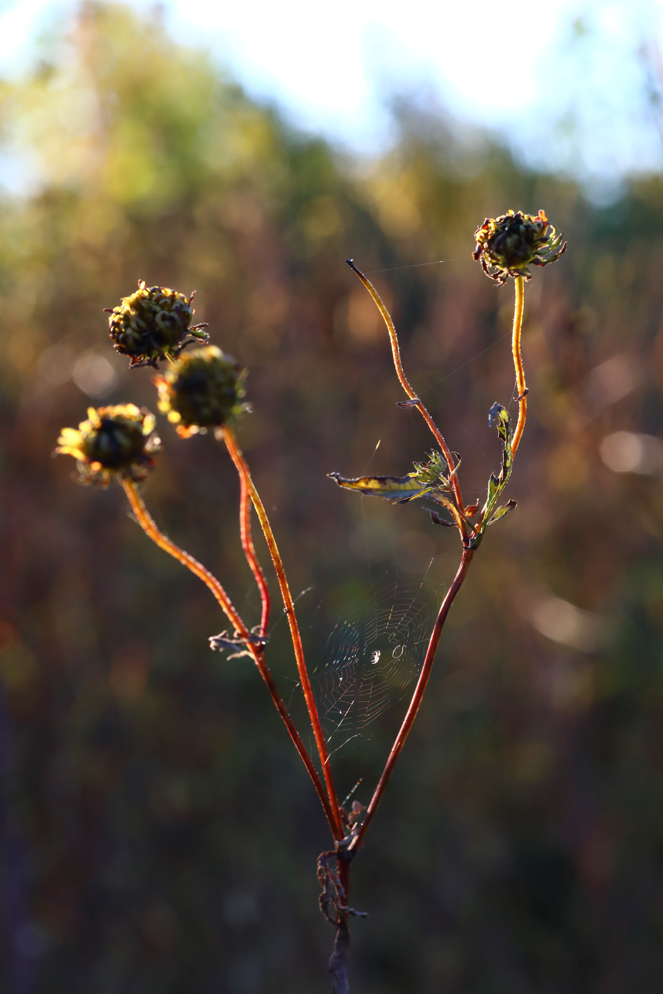 Canon EOS 5D Mark IV + Tamron SP AF 90mm F2.8 Di Macro sample photo. Img photography