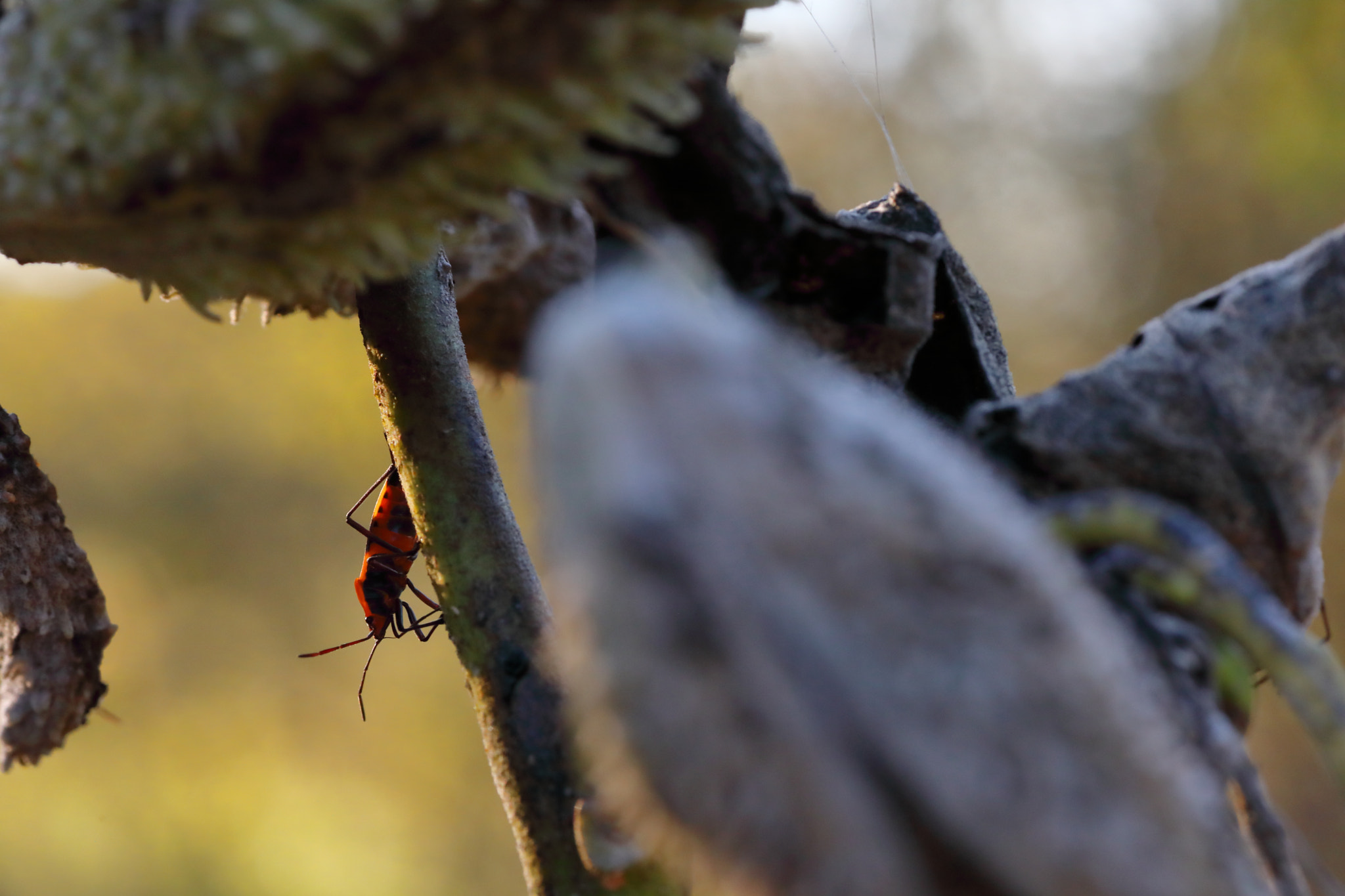 Canon EOS 5D Mark IV + Tamron SP AF 90mm F2.8 Di Macro sample photo. Img photography