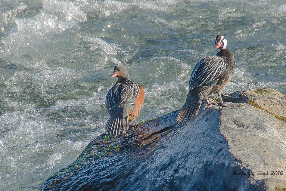 Sigma 50-500mm F4.5-6.3 DG OS HSM sample photo. Torrent duck photography