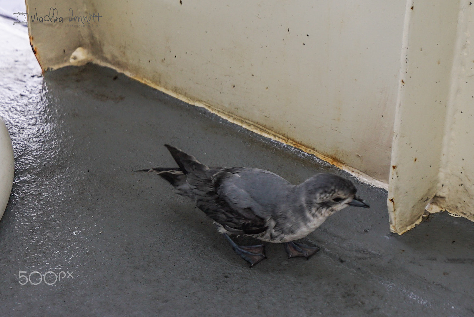 Sony a7S + Sony Vario-Tessar T* FE 16-35mm F4 ZA OSS sample photo. Stewart island discovery cruise photography