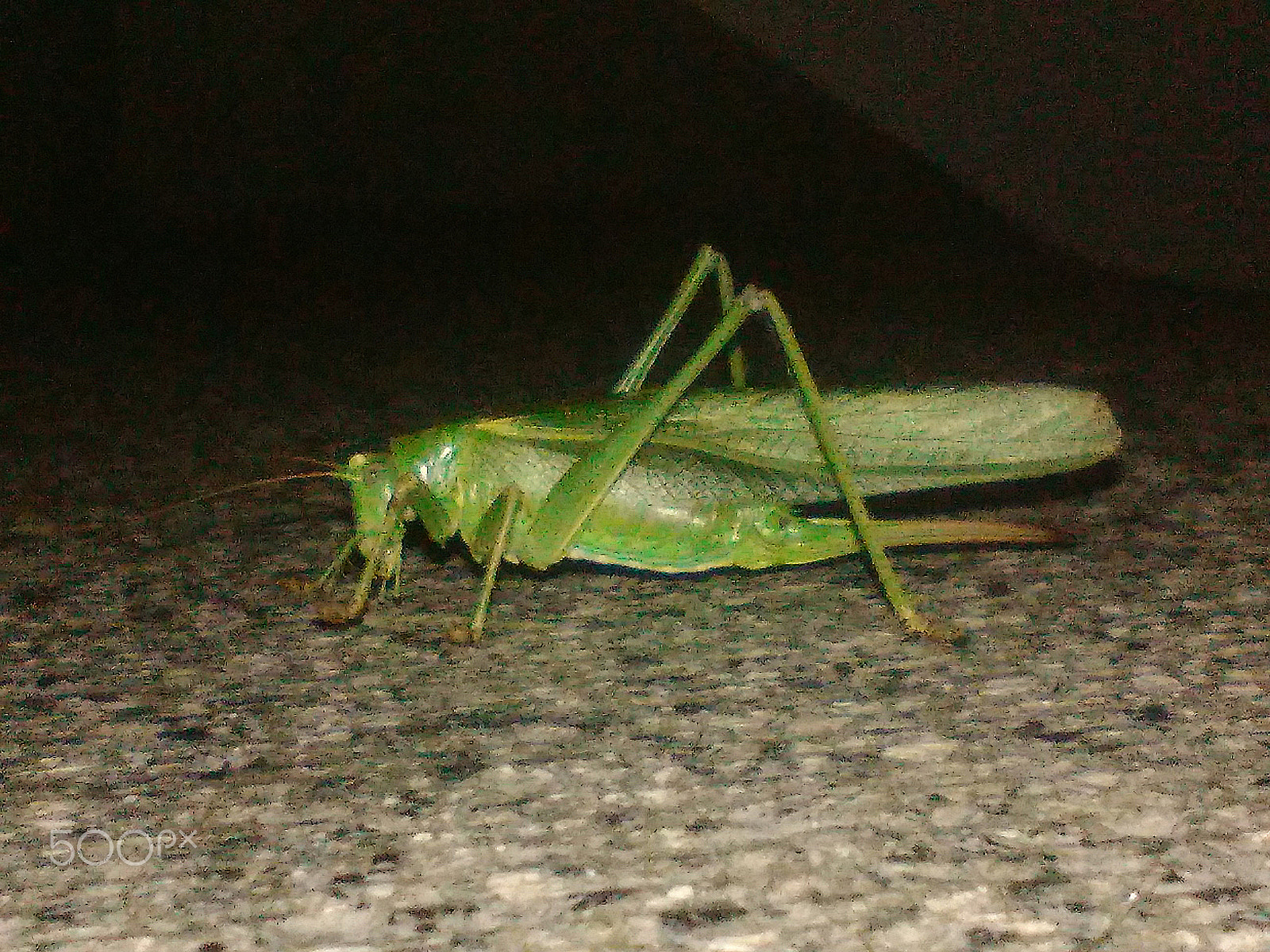 HUAWEI Y550-L01 sample photo. Heuschrecke - grasshopper photography
