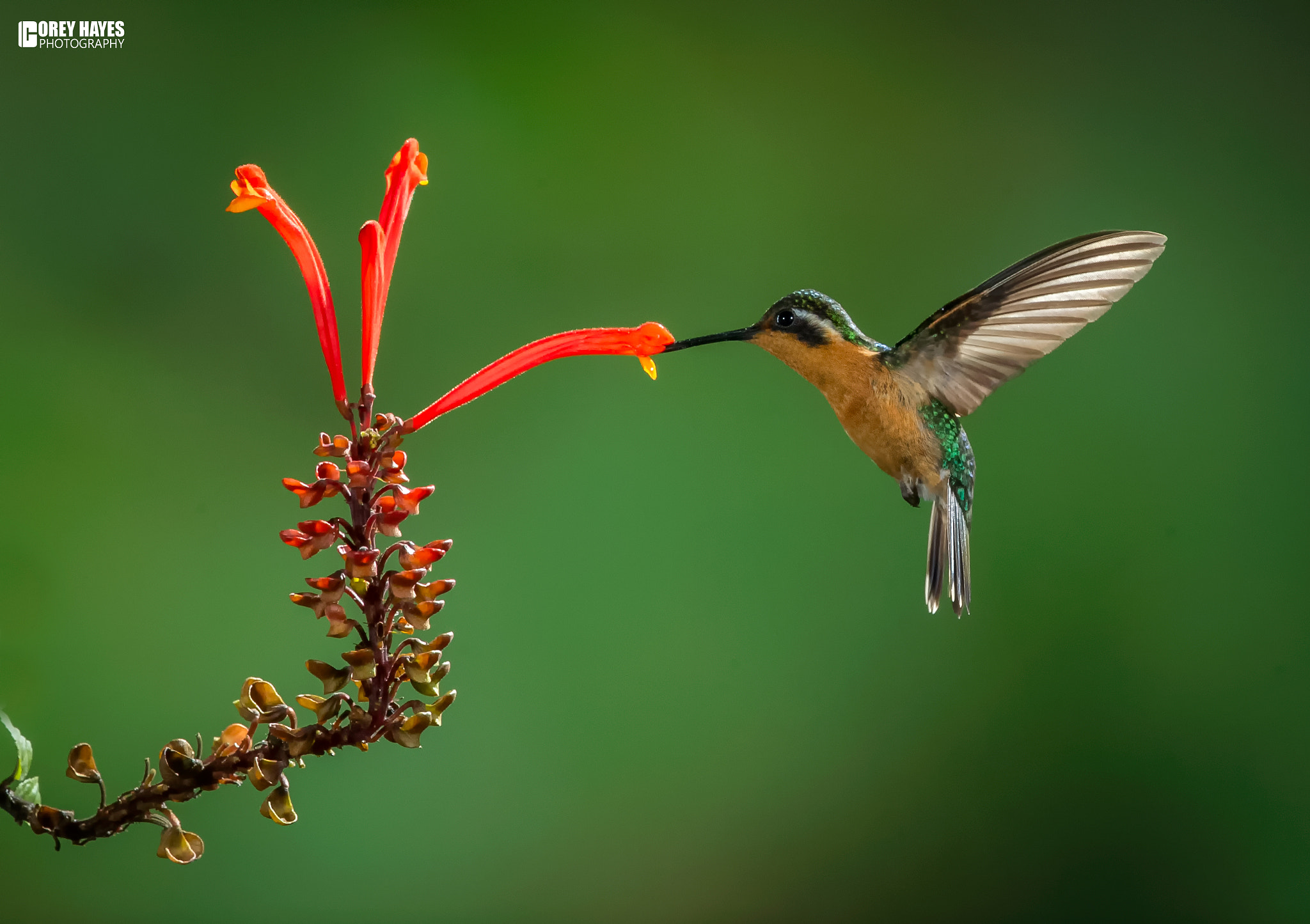 Canon EOS-1D Mark IV sample photo. Black bellied hummingbird photography