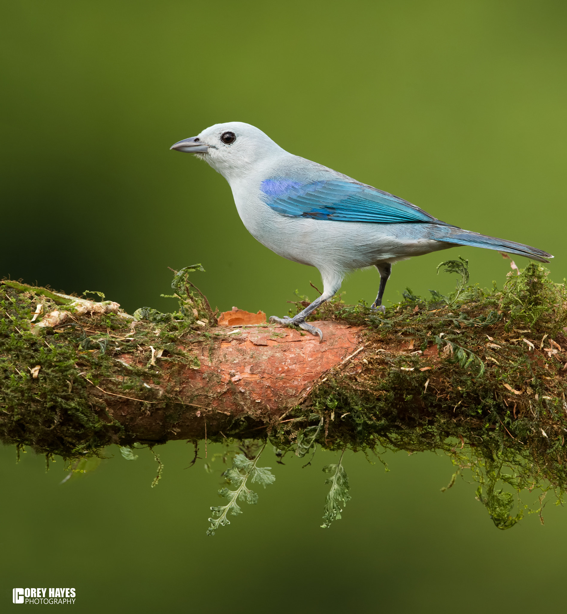 Canon EF 500mm F4L IS USM sample photo. Blue gray tanager photography