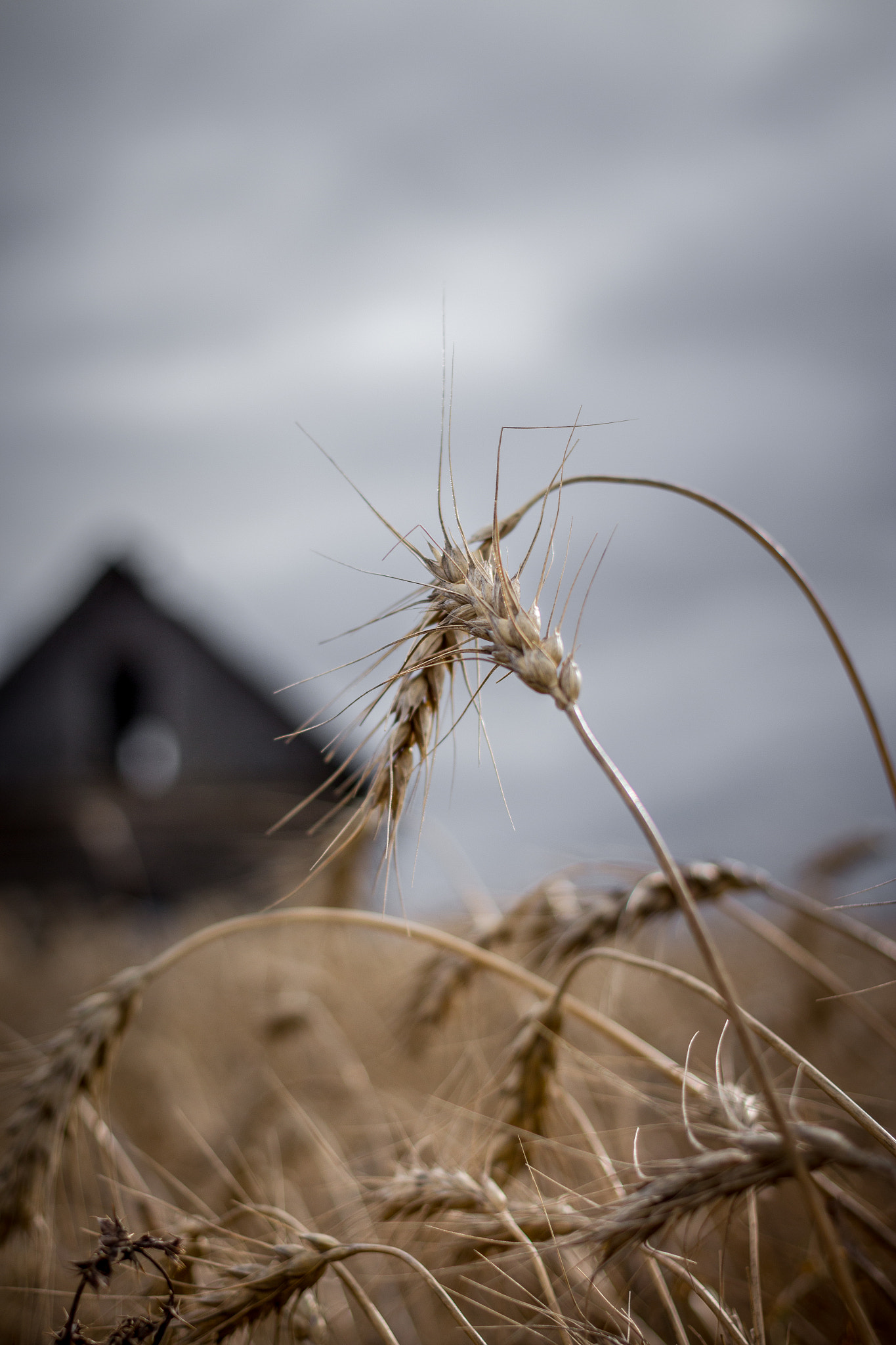 Canon EF 40mm F2.8 STM sample photo. Abandoned bokeh photography
