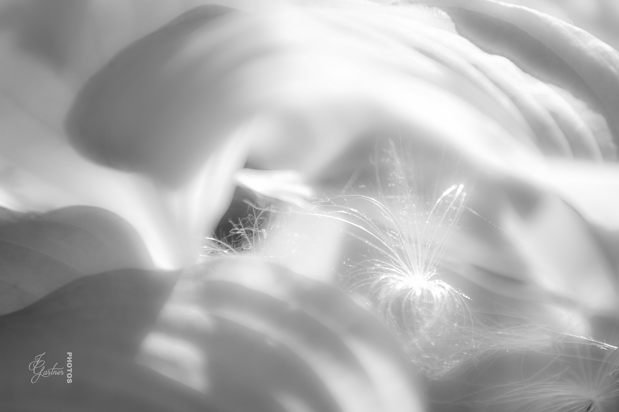Canon EOS 650D (EOS Rebel T4i / EOS Kiss X6i) sample photo. Abstract hosta photography