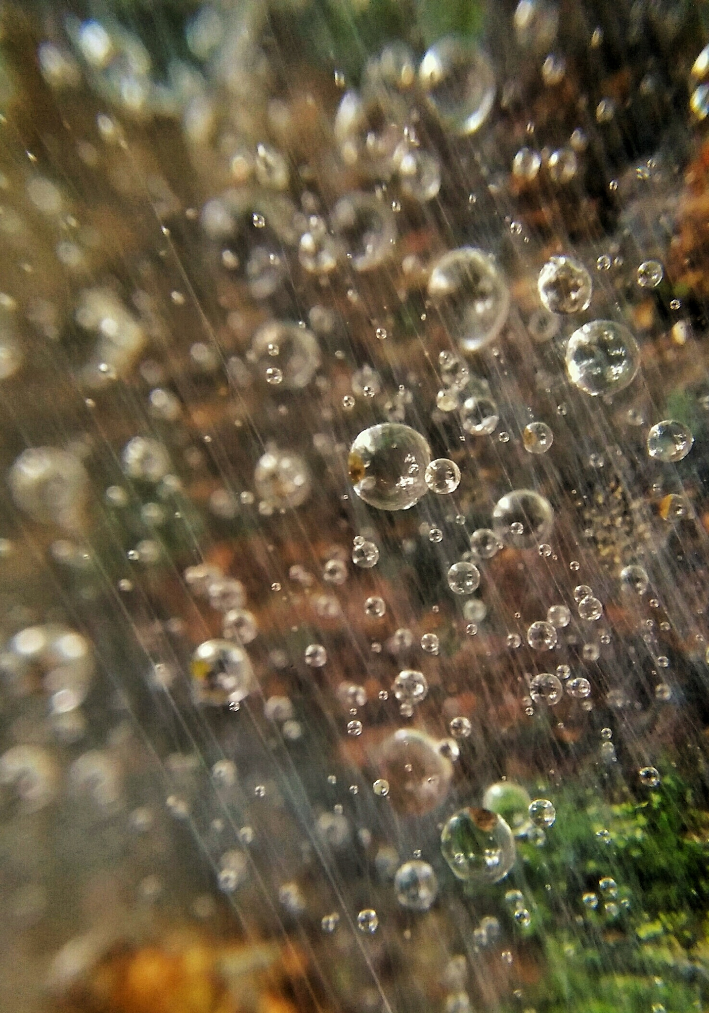 OPPO A51w sample photo. Captive rain drops & cobweb photography