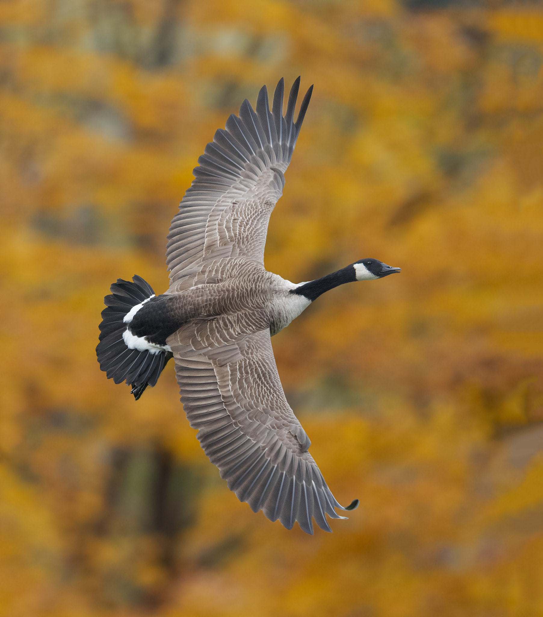 Canon EF 500mm F4L IS USM sample photo. Canada goose photography
