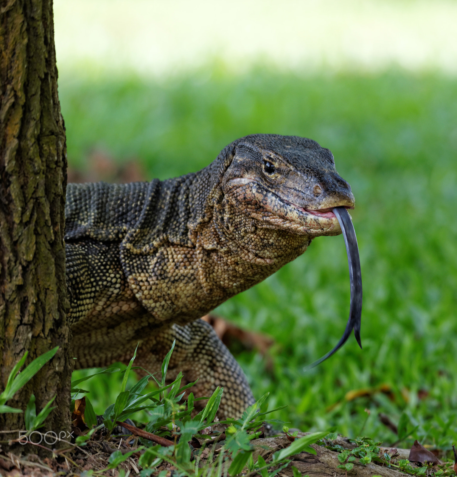 Tamron SP 150-600mm F5-6.3 Di VC USD sample photo. Monitor lizard photography
