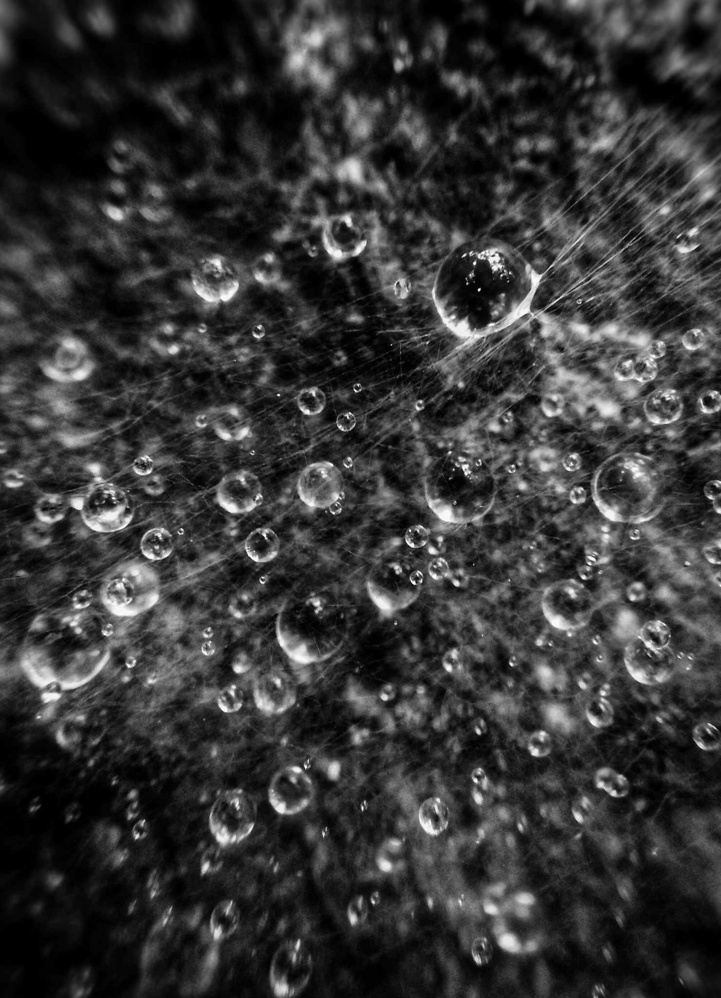 OPPO A51w sample photo. Captive rain drops & cobweb photography