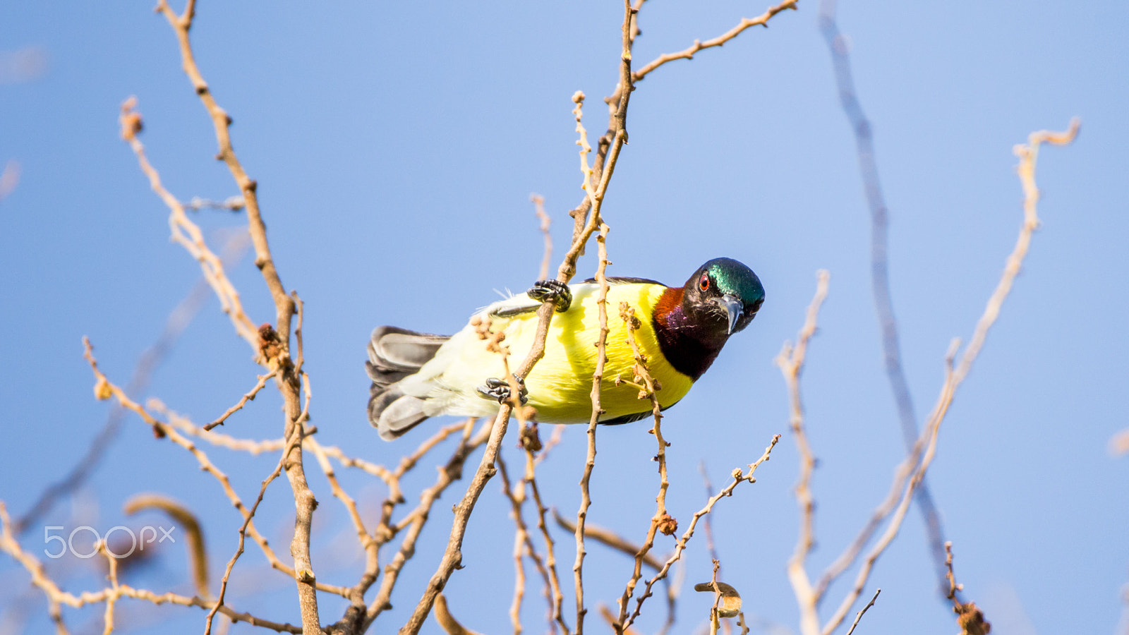 150-600mm F5-6.3 DG OS HSM | Contemporary 015 sample photo. Img photography