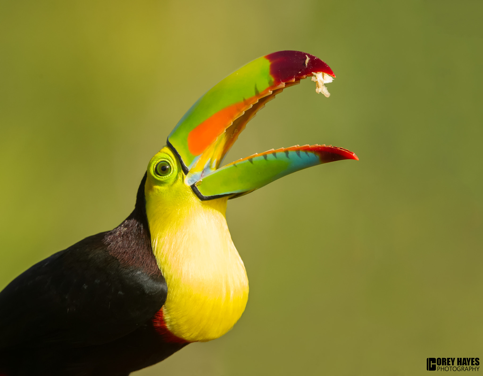 Canon EF 500mm F4L IS USM sample photo. Chestnut mandibled toucan photography