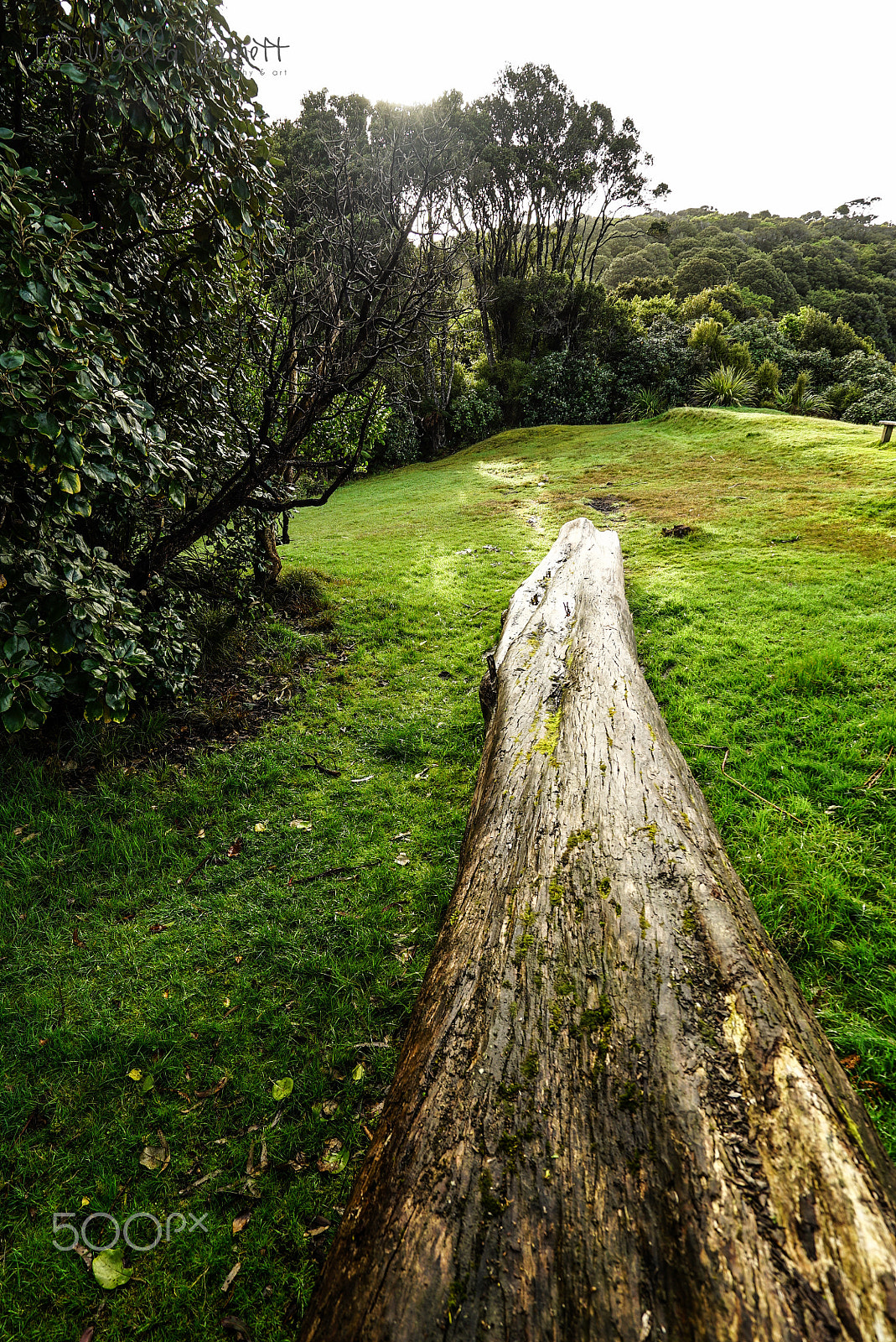 Sony a7S + Sony Vario-Tessar T* FE 16-35mm F4 ZA OSS sample photo. Stewart island discovery cruise photography