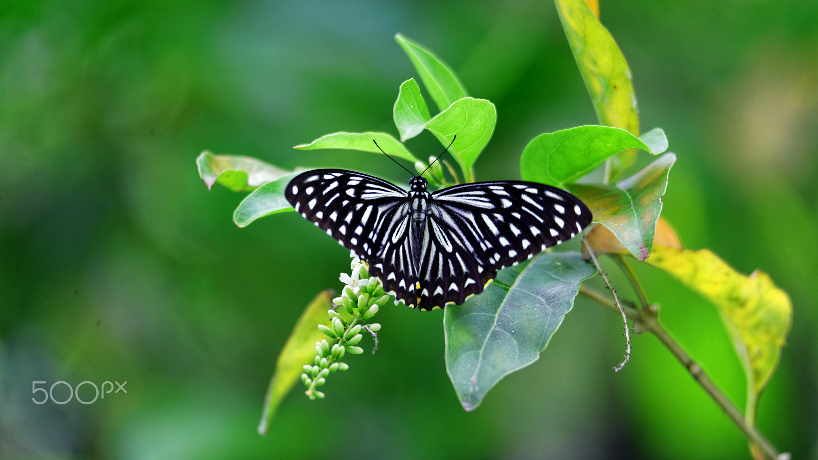 Canon EOS-1D X + Tamron SP 150-600mm F5-6.3 Di VC USD sample photo. Common mime butterfly photography