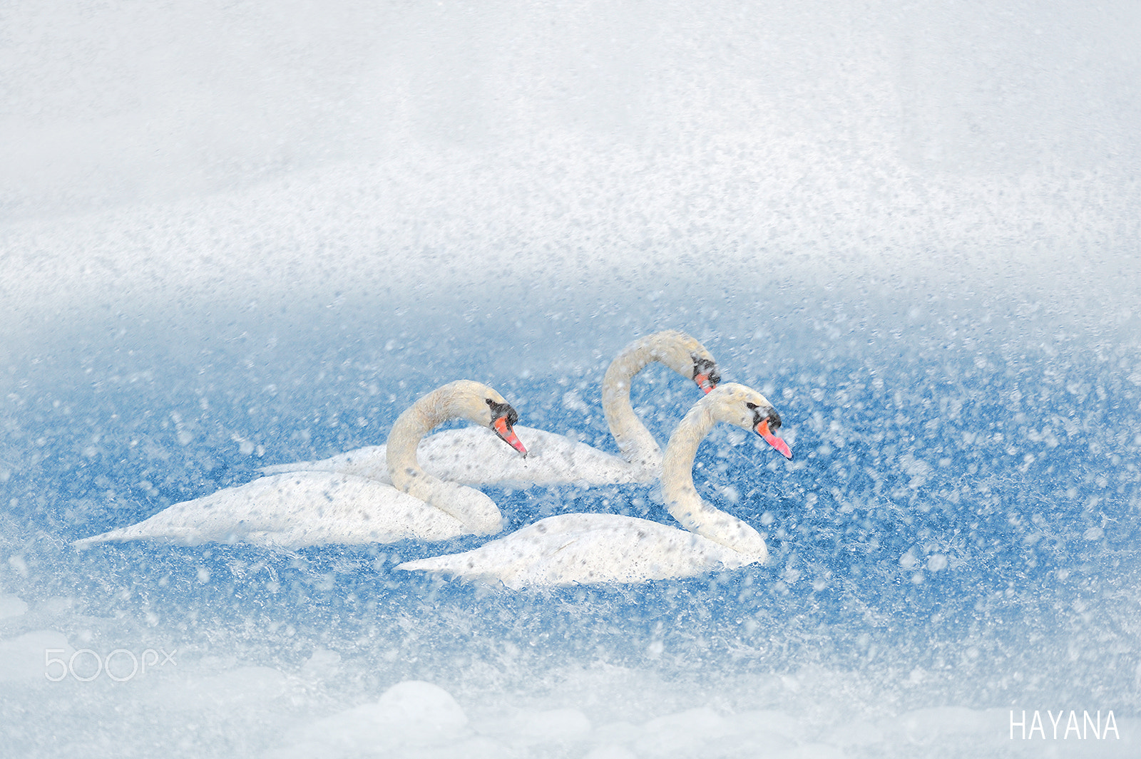 Nikon D3S sample photo. Swan lake photography