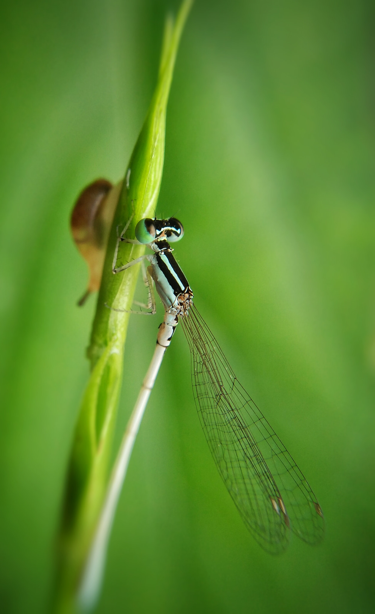 OPPO A51w sample photo. Damsel fly & snail photography