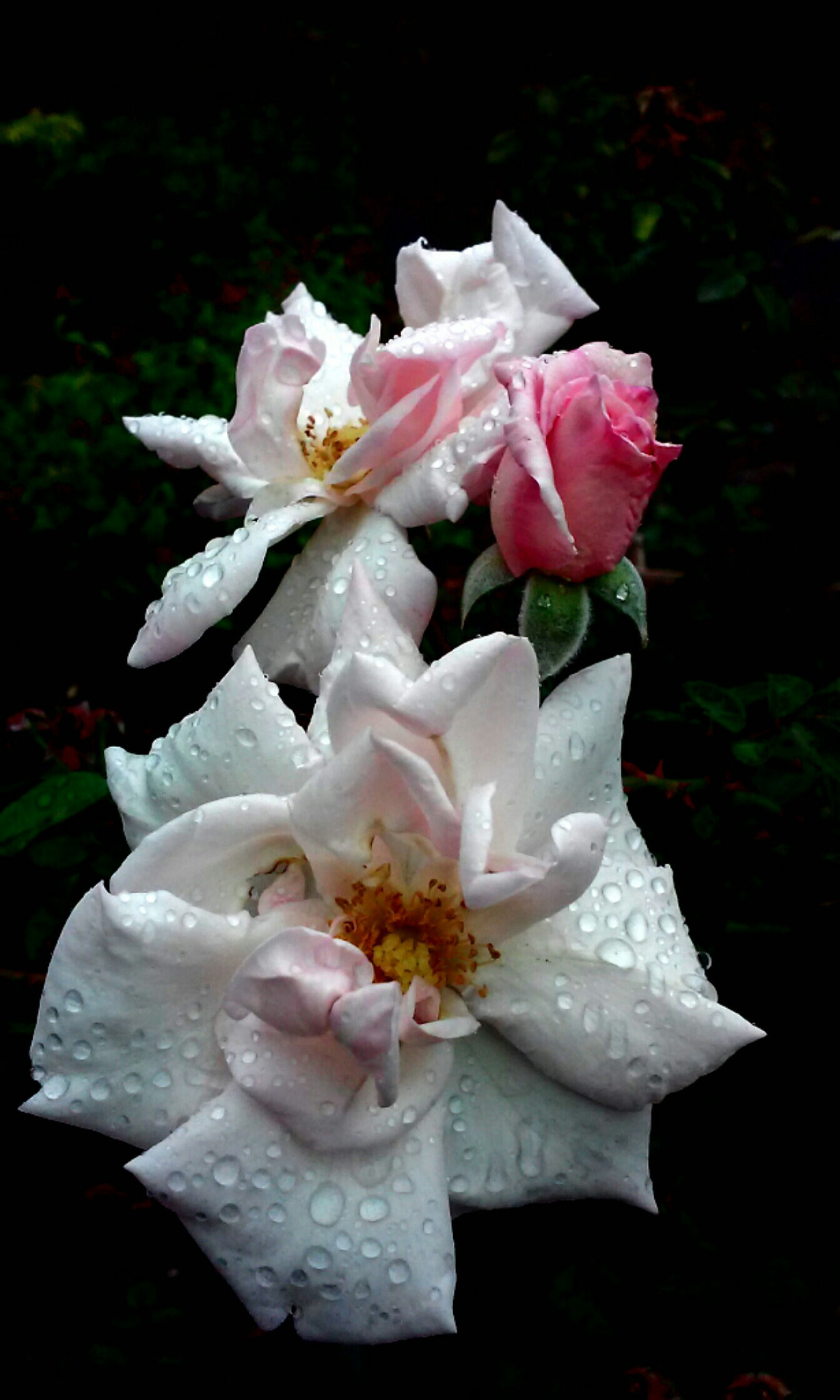 LG L70 sample photo. Wet rose photography