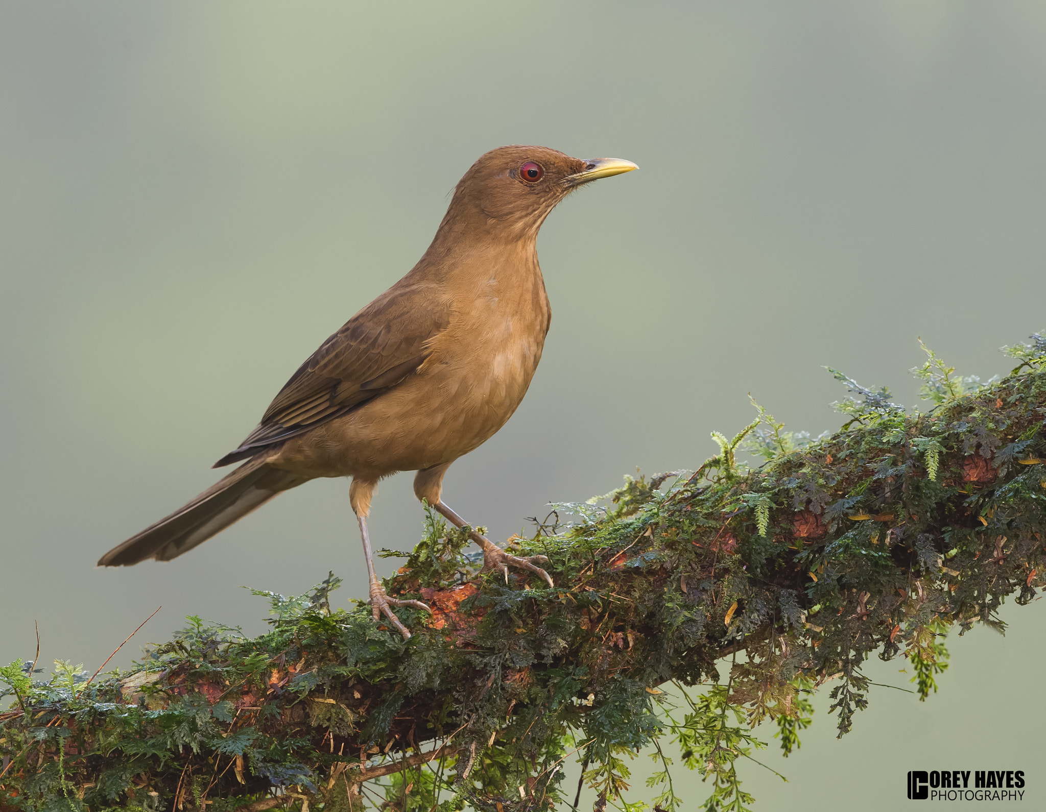 Canon EF 500mm F4L IS USM sample photo. Clay colored thrush photography