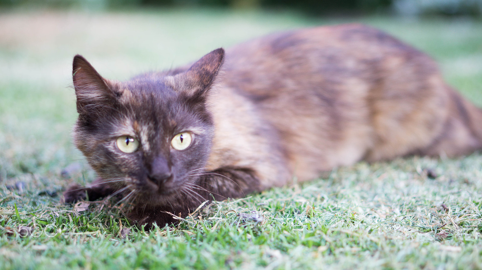 E 50mm F1.8 OSS sample photo. Choco photography