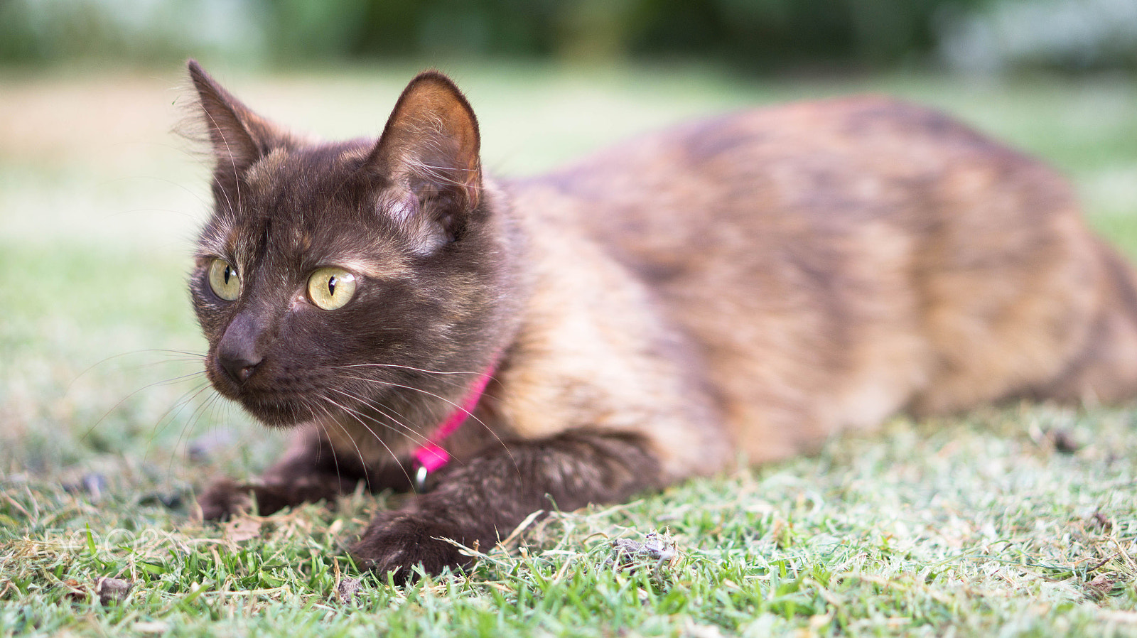 E 50mm F1.8 OSS sample photo. Choco photography