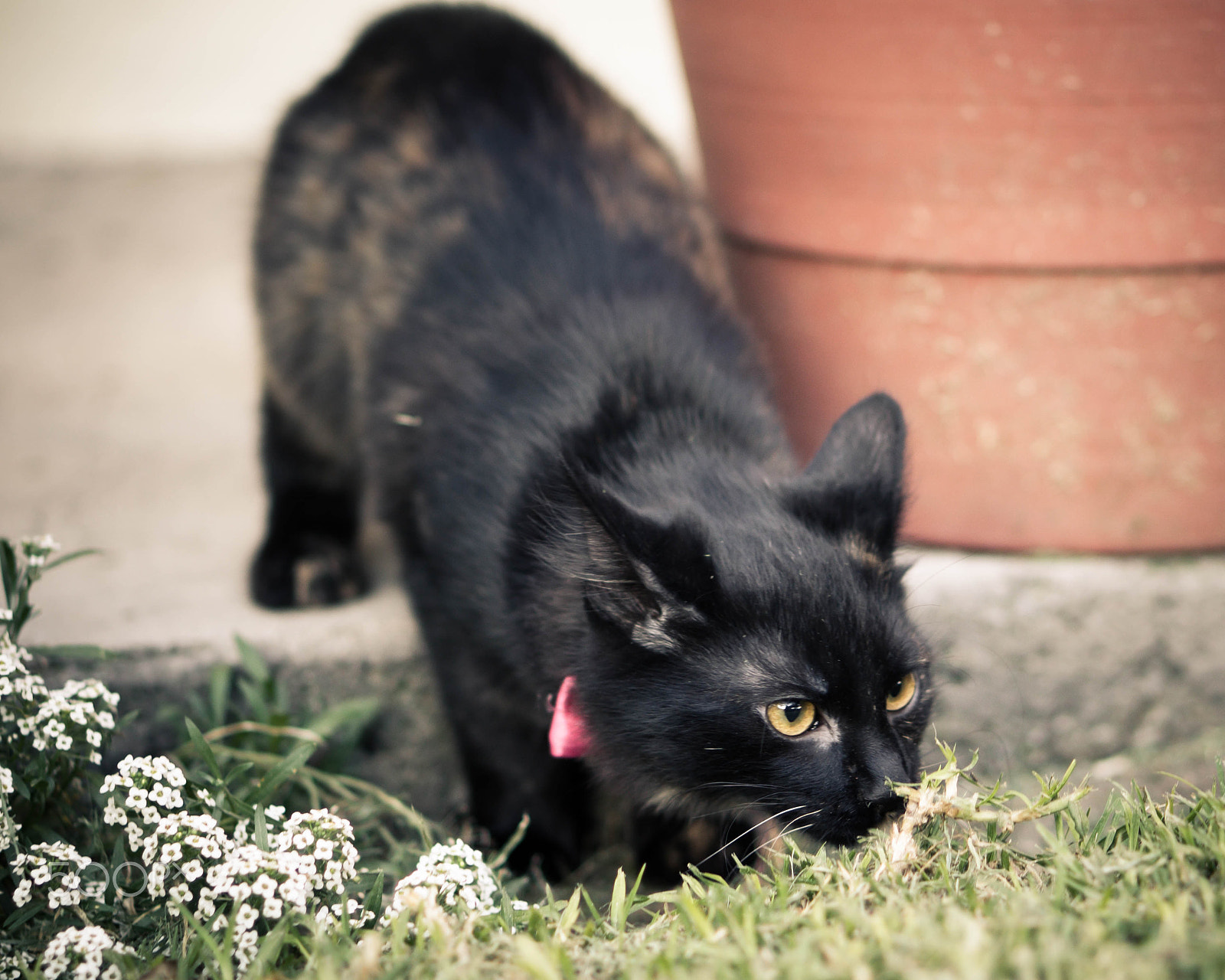 E 50mm F1.8 OSS sample photo. Chocotita photography